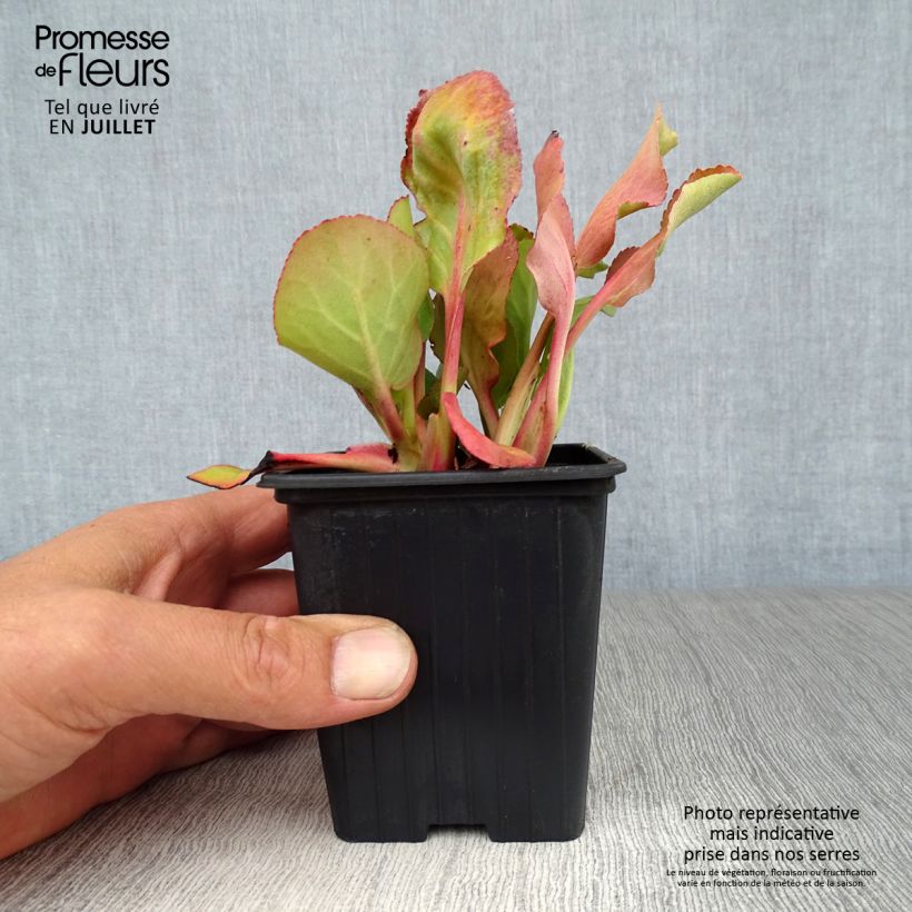 Spécimen de Bergenia Rotblum - Plante des savetiers Godet de 7/8 cm tel que livré en été