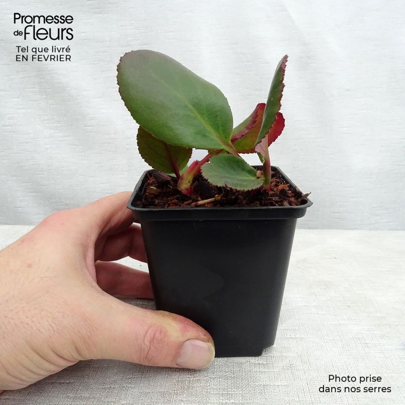 Spécimen de Bergénia Spring Fling Godet de 8/9 cm tel que livré en hiver