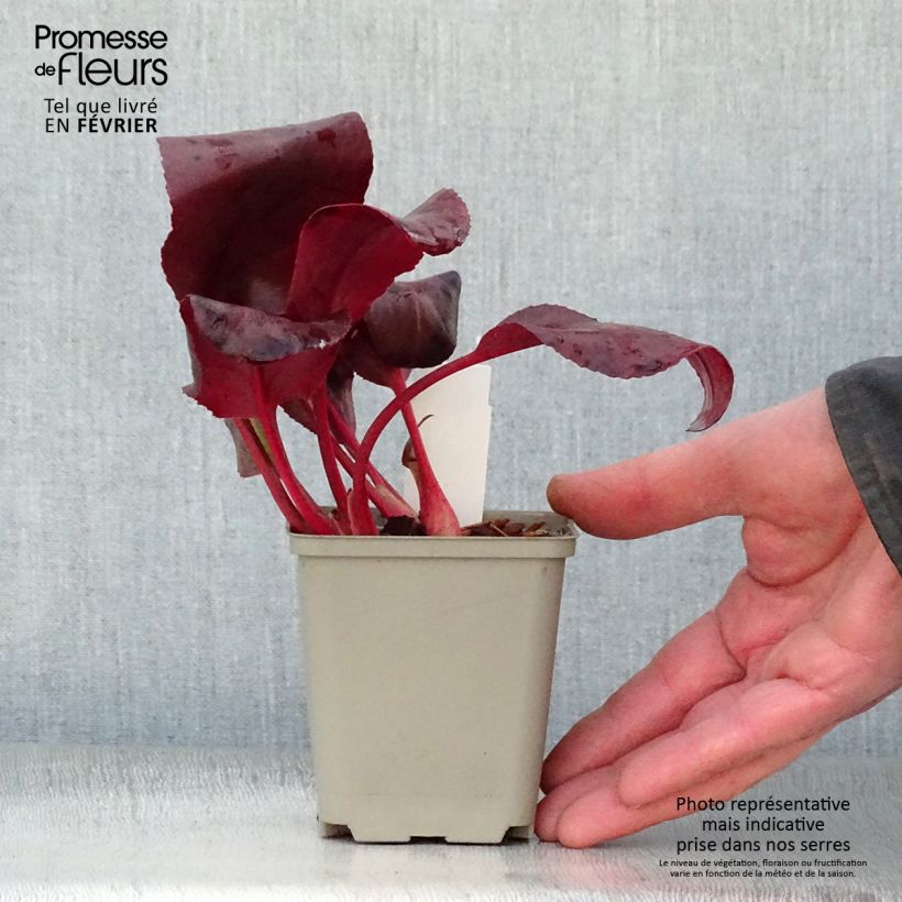 Spécimen de Bergénia Winterglut Godet de 8/9 cm tel que livré en hiver