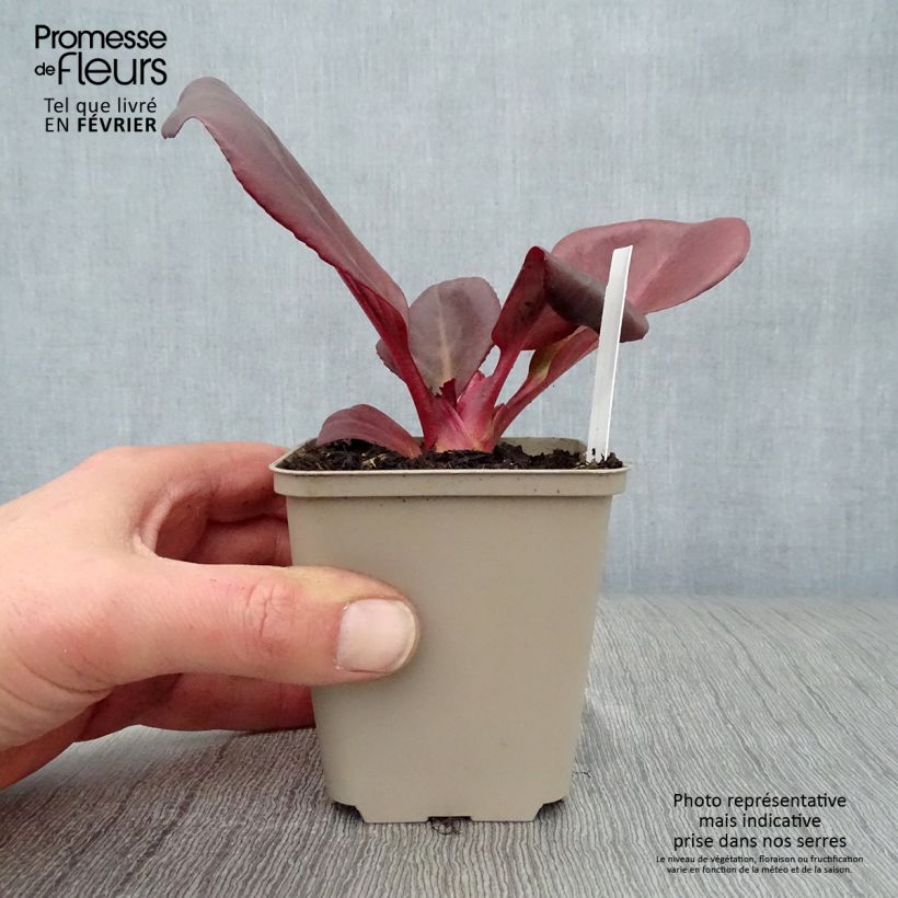 Spécimen de Bergenia Wintermarchen - Bergénie Godet de 8/9 cm tel que livré en hiver