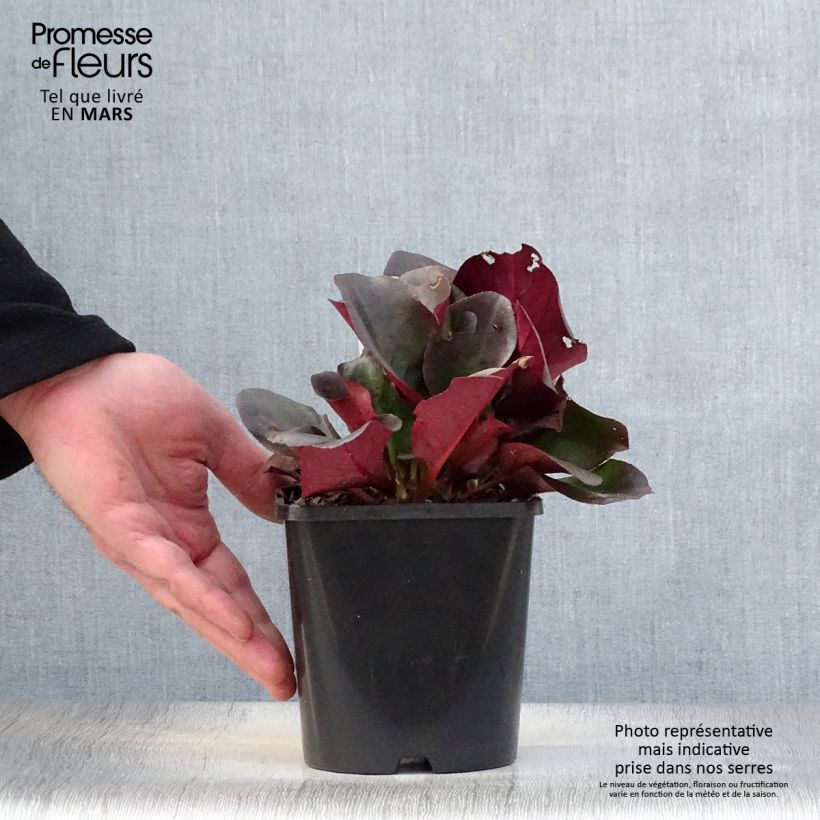 Spécimen de Bergenia cordifolia Eroïca Pot de 1,5L/2L tel que livré au printemps