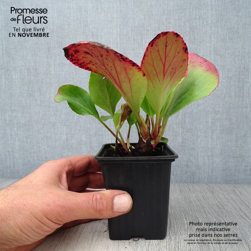 Spécimen de Bergenia cordifolia - Plante des savetiers Godet de 7/8 cm tel que livré en automne