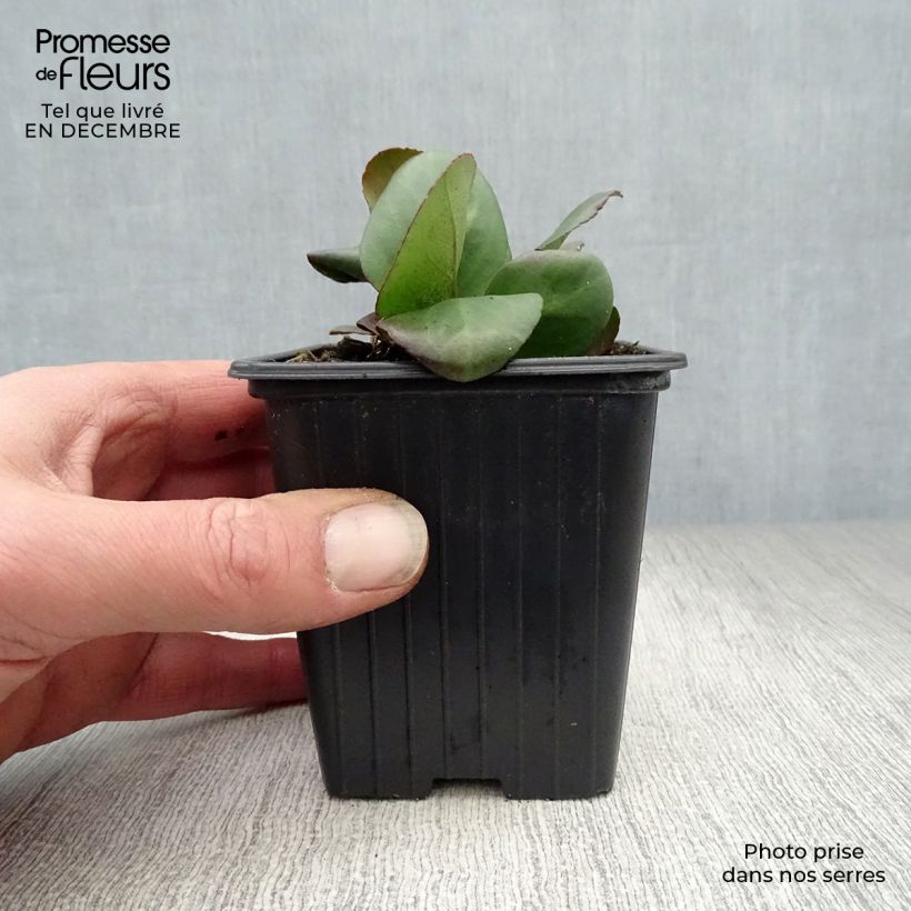 Spécimen de Bergenia cordifolia - Plante des savetiers Godet de 7/8 cm tel que livré en hiver