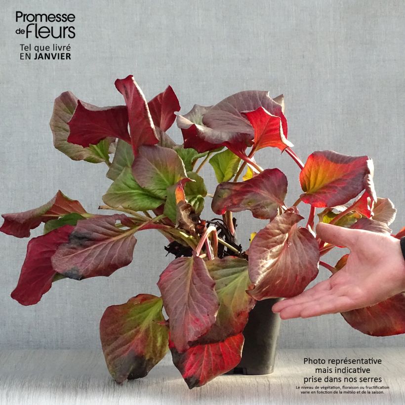 Spécimen de Bergenia cordifolia - Plante des savetiers Pot de 2L/3L tel que livré en hiver