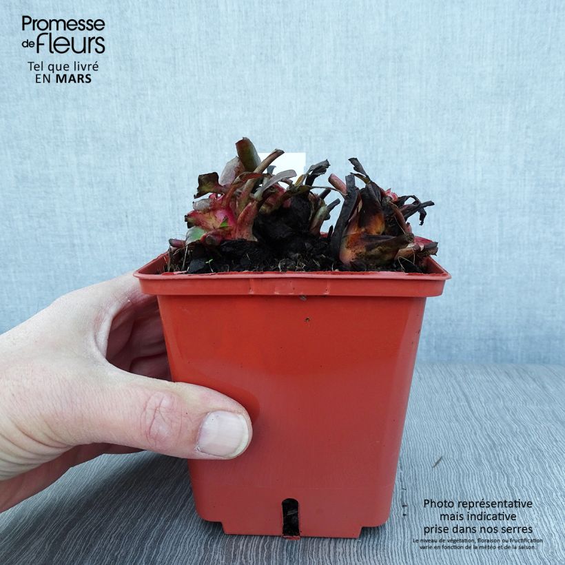 Spécimen de Bergenia cordifolia Silberlicht - Plante des savetiers Pot de 1L/1,5L tel que livré en hiver