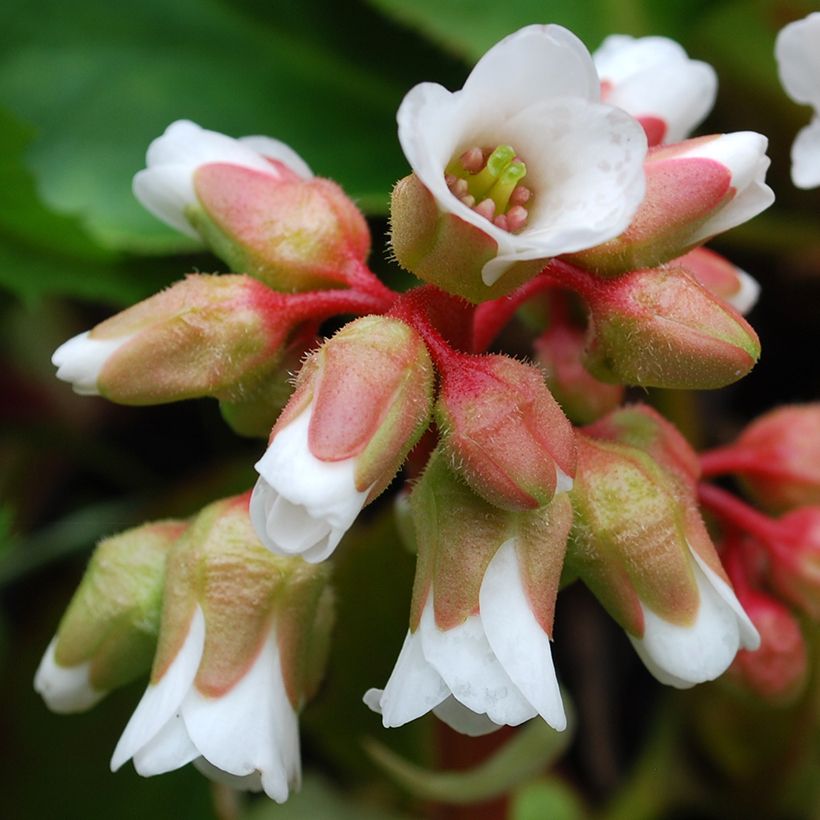 Bergenia cordifolia Silberlicht - Plante des savetiers (Floraison)