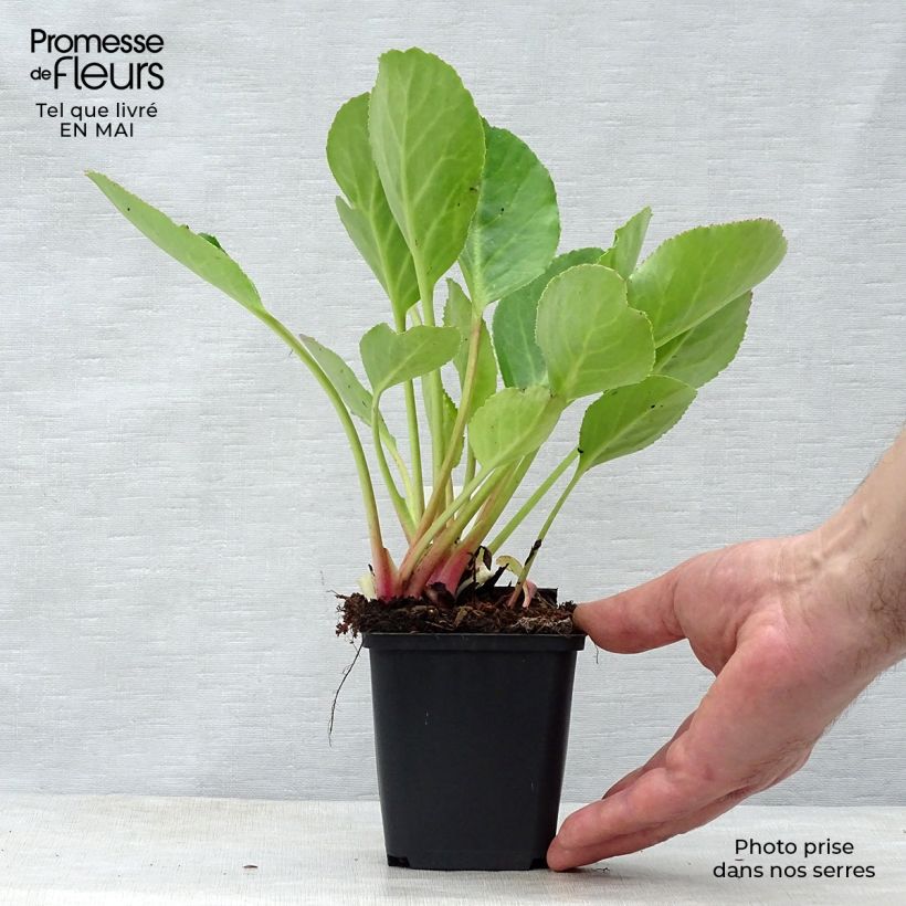 Spécimen de Bergenia hybride Harzkristall Godet de 8/9 cm tel que livré au printemps