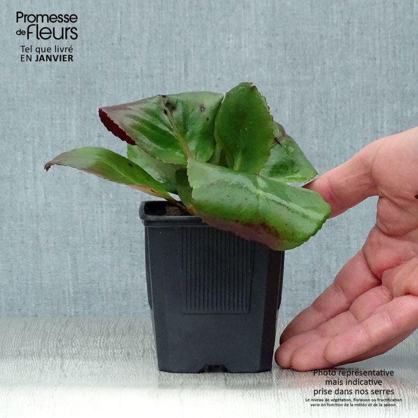 Spécimen de Bergenia purpurascens - Plante des savetiers Godet de 8/9 cm tel que livré en hiver