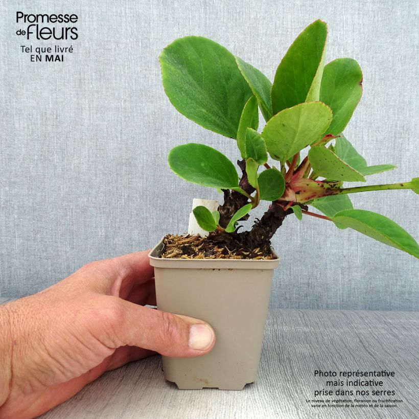 Spécimen de Bergenia schmidtii - Plante des savetiers Godet de 8/9 cm tel que livré au printemps