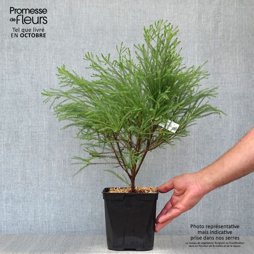 Spécimen de Berzelia intermedia Pot de 4L/5L tel que livré en automne