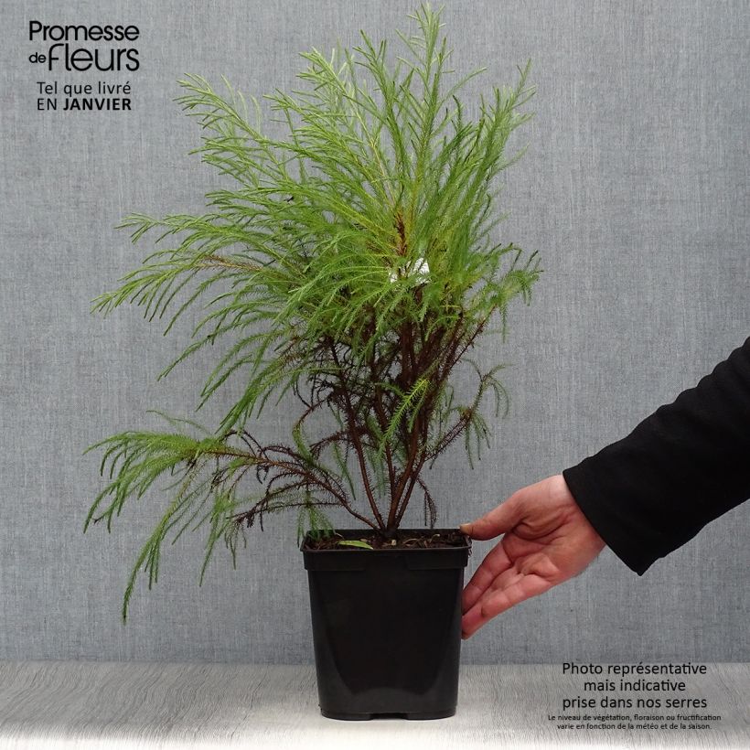 Spécimen de Berzelia intermedia Pot de 4L/5L tel que livré en hiver