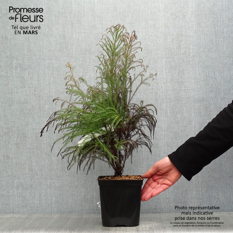 Amostra de Berzelia intermedia Vaso de 4 L/5 L tal como entregue na primavera