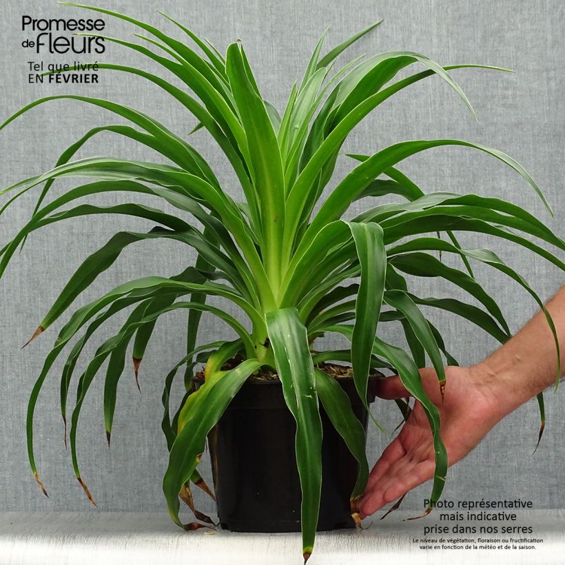 Spécimen de Beschorneria septentrionalis - Lis du Mexique Pot de 2L/3L tel que livré en automne