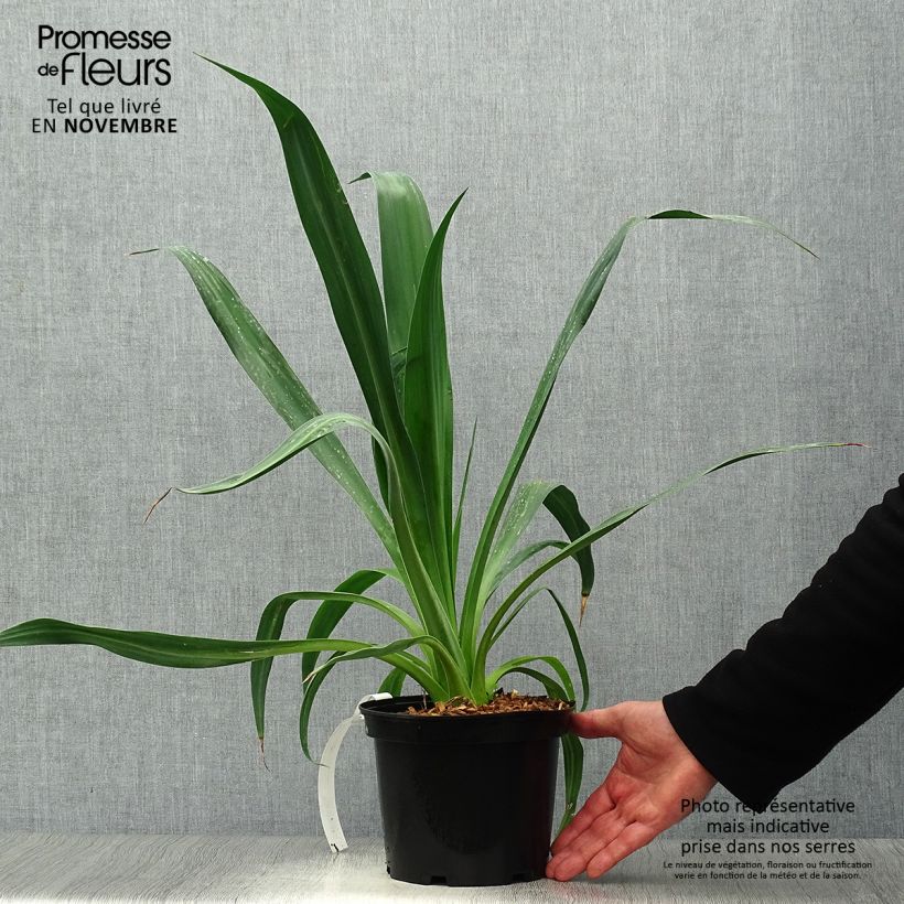 Spécimen de Beschorneria yuccoides Pot de 2L/3L tel que livré en automne