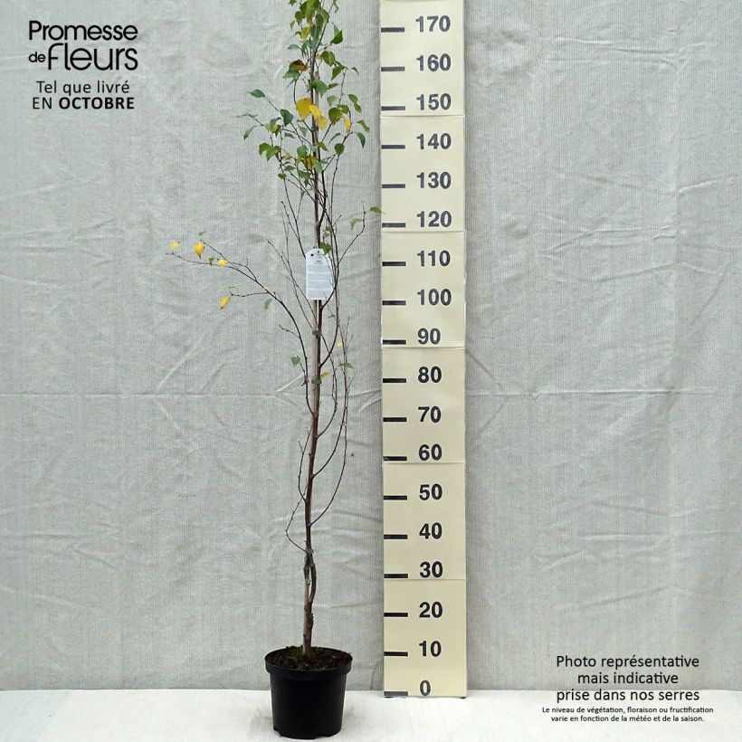 Spécimen de Betula pendula Fastigiata - Bouleau fastigié Pot de 3L/4L tel que livré en automne