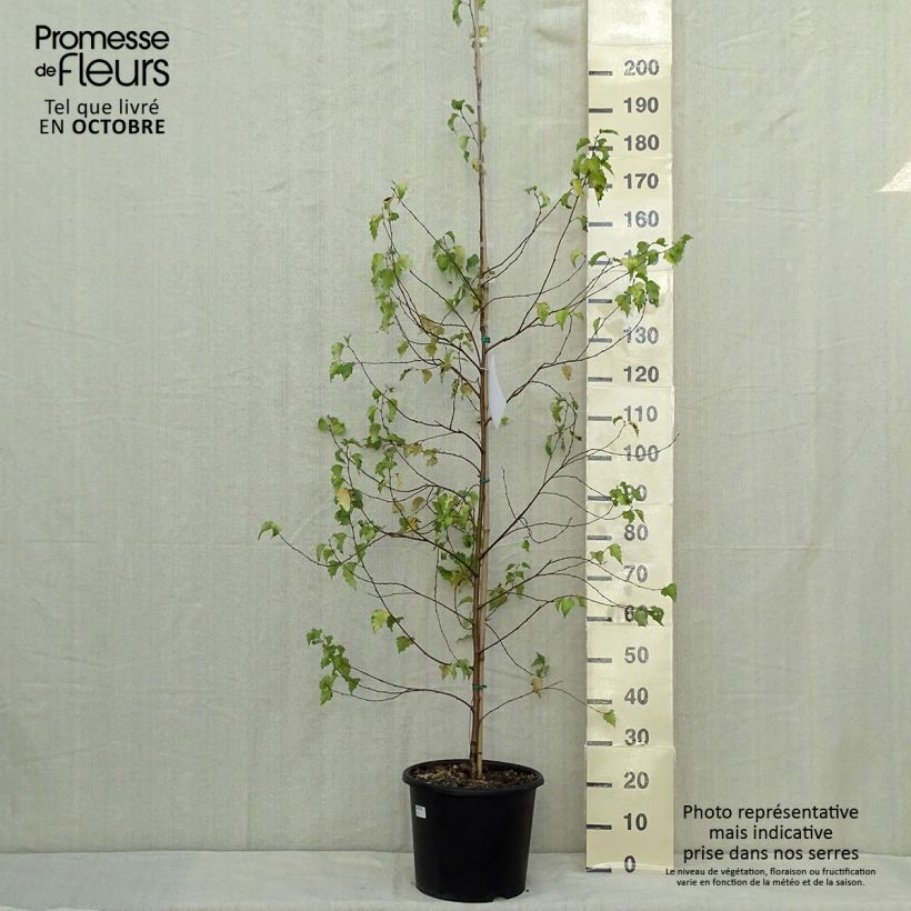 Spécimen de Betula pendula Golden Cloud - Bouleau blanc Pot de 12L/15L, Baliveau tel que livré en automne