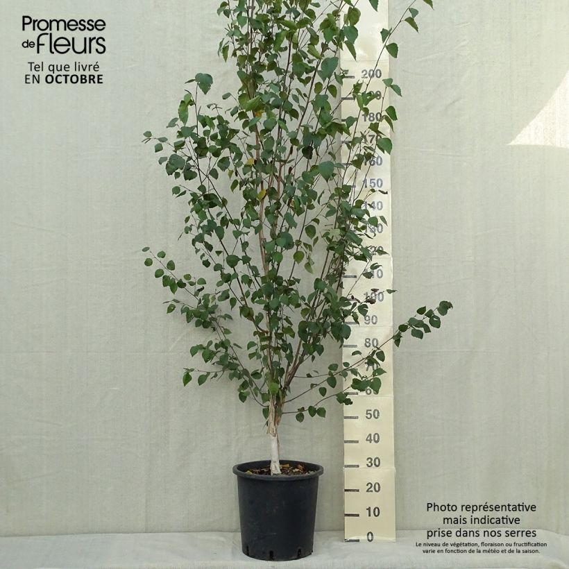 Spécimen de Betula pendula (alba, verrucosa) Pot de 18L/20L tel que livré en automne