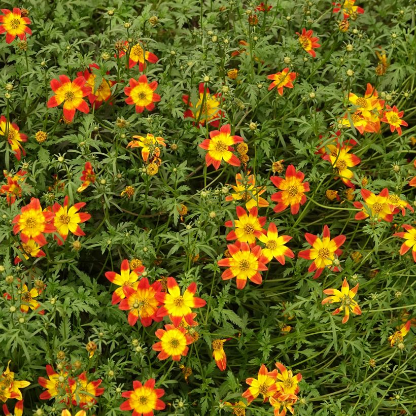 Bidens Beedance Painted Red (Port)
