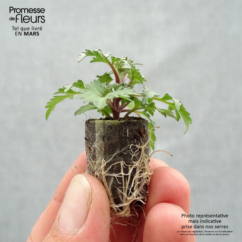 Spécimen de Bidens Campfire Funny Honey Mini-motte Ø 1,5/2,5 cm, Plant vert de 5 à 10 cm de haut tel que livré au printemps