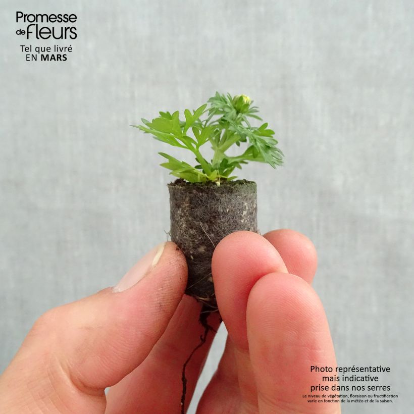 Spécimen de Bidens Lemon Moon Mini-motte Ø 1,5/2,5 cm, Livré en plant vert de 5 à 10 cm de hauteur tel que livré au printemps