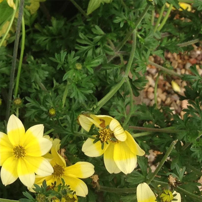 Bidens Lemon Moon (Feuillage)