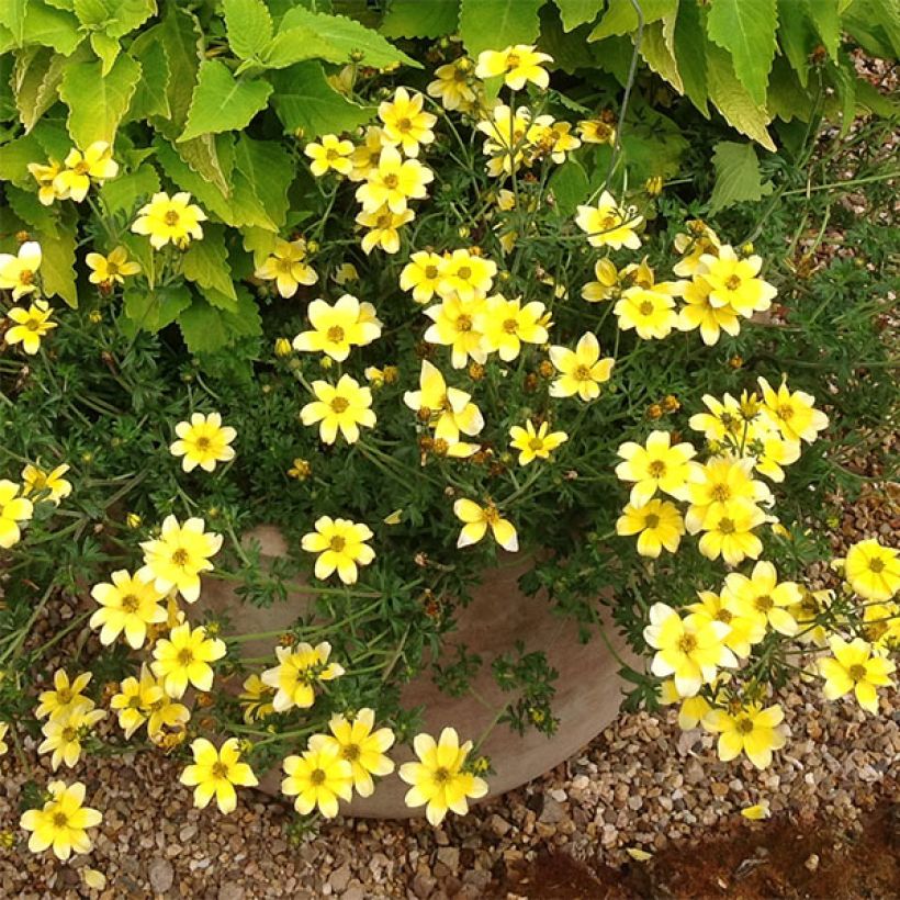 Bidens Lemon Moon (Floraison)