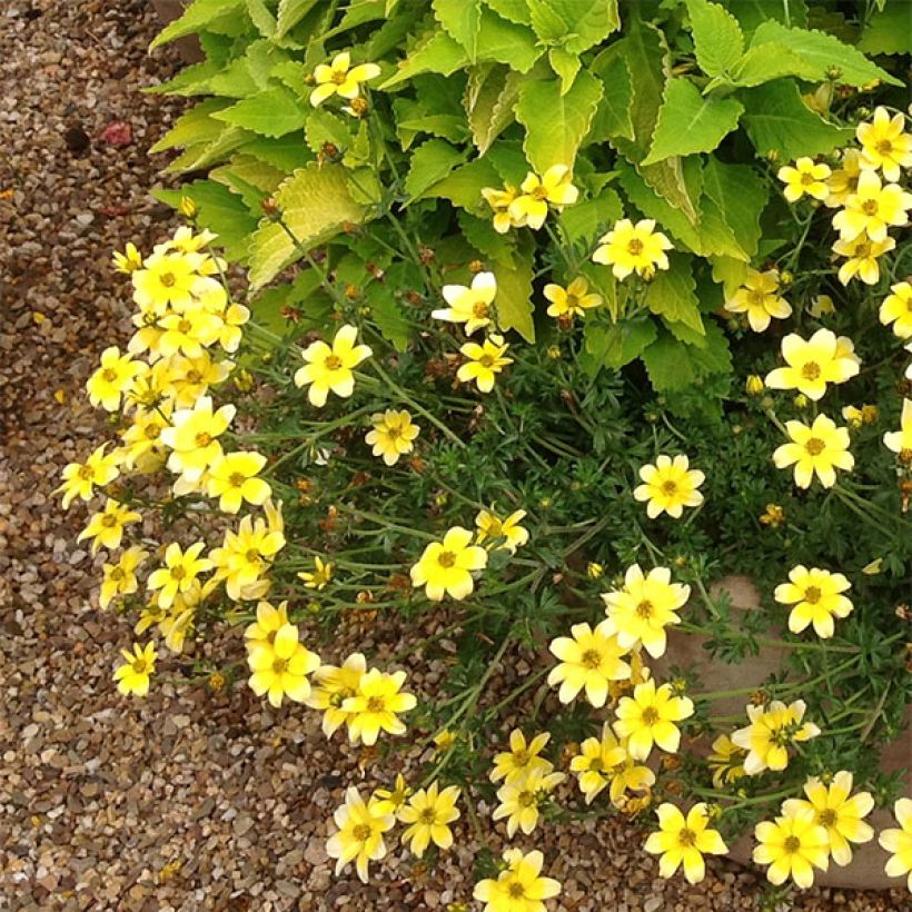 Bidens Lemon Moon (Port)
