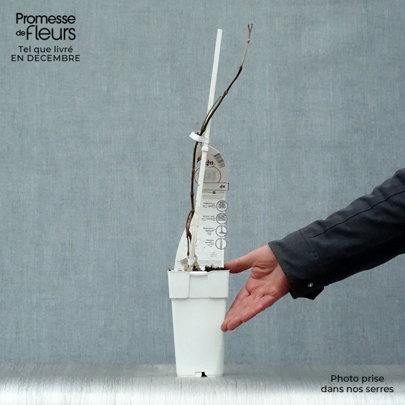 Spécimen de Bignone - Campsis tagliabuana Summer Jazz Fire Pot de 2L/3L tel que livré en hiver