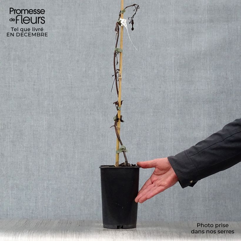 Spécimen de Bignone - Campsis tagliabuana Summer Jazz Gold Pot de 2L/3L tel que livré en hiver