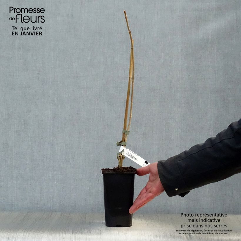 Spécimen de Bignone - Campsis tagliabuana Madame Galen Pot de 1L/1,5L tel que livré en hiver