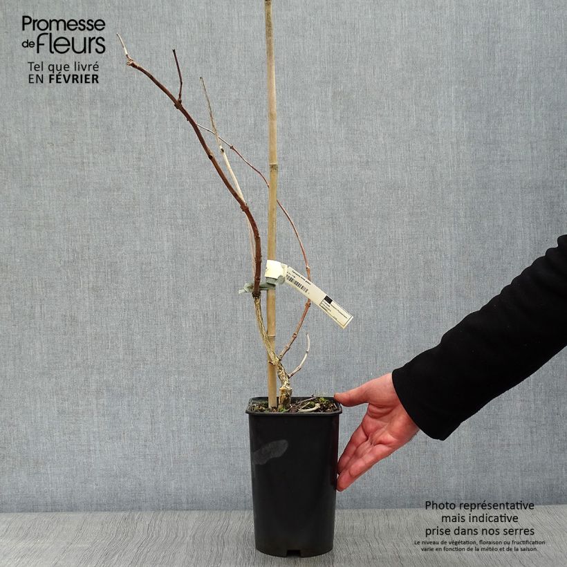 Spécimen de Bignone - Campsis tagliabuana Madame Galen Pot de 2L/3L tel que livré en hiver