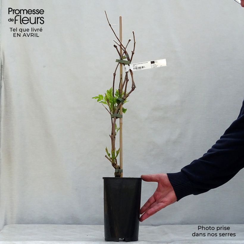 Spécimen de Bignone - Campsis tagliabuana Summer Jazz Fire Pot de 2L/3L tel que livré au printemps