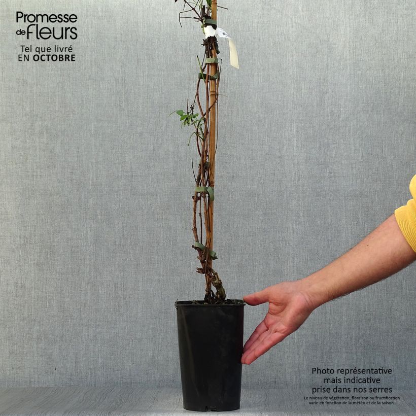 Spécimen de Bignone - Campsis tagliabuana Summer Jazz Fire Pot de 2L/3L tel que livré en automne