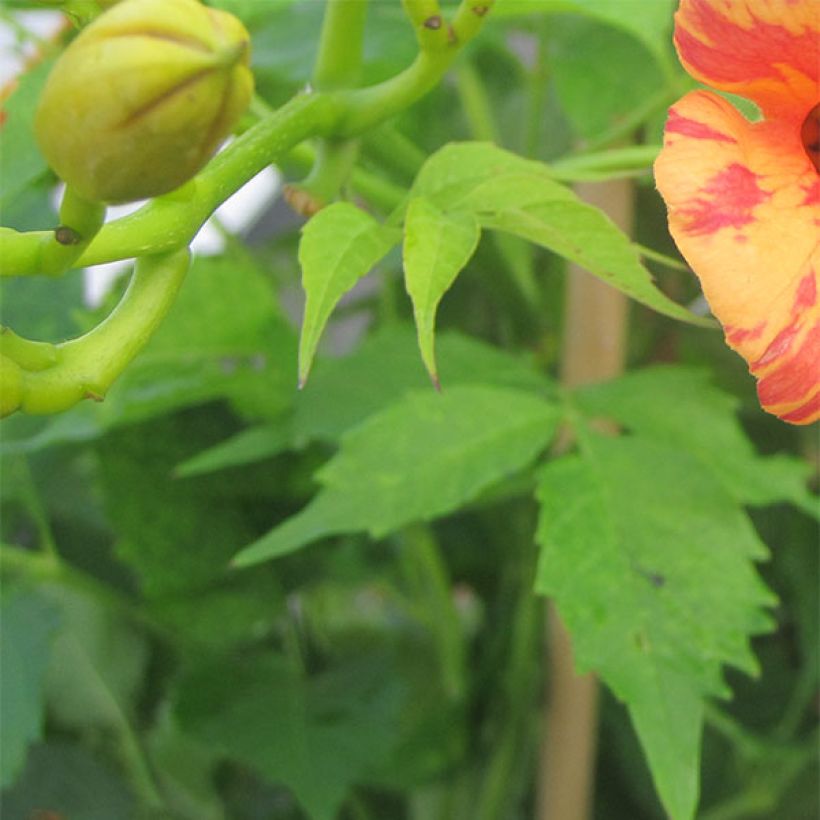 Bignone Orangeade - Campsis x tagliabuana Tracamp (Feuillage)