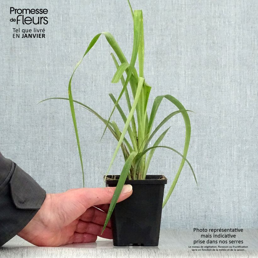 Spécimen de Billbergia nutans Godet de 7/8 cm tel que livré en hiver