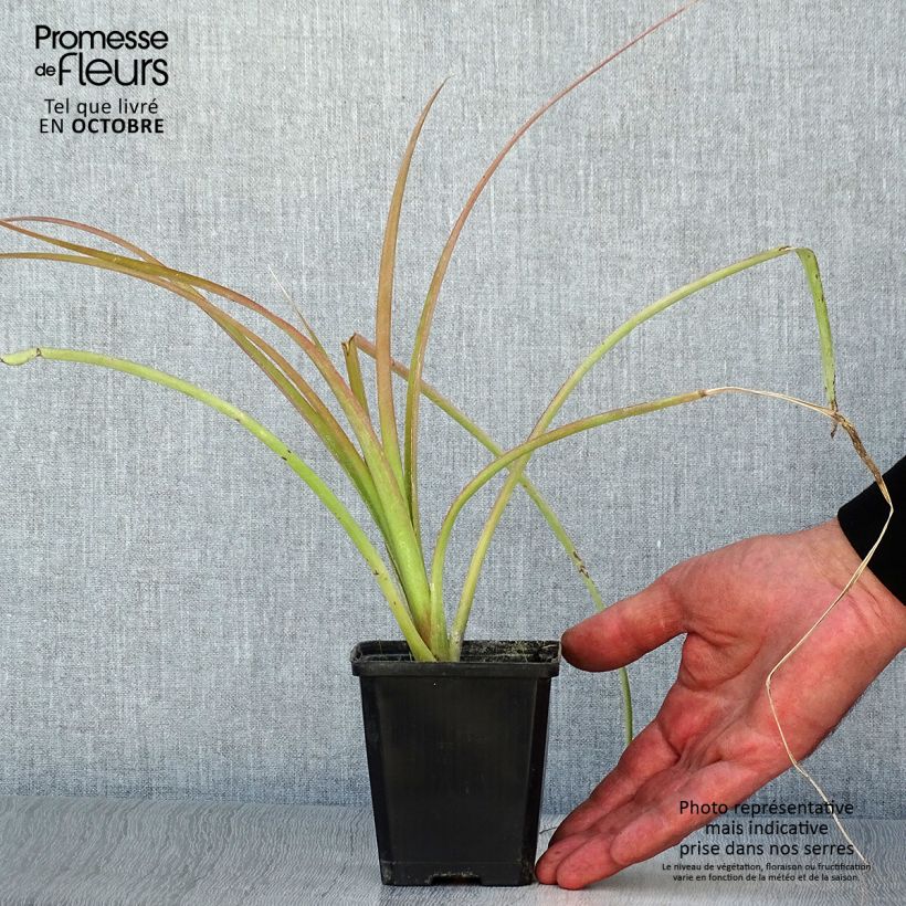 Spécimen de Billbergia nutans Godet de 7/8 cm tel que livré en automne