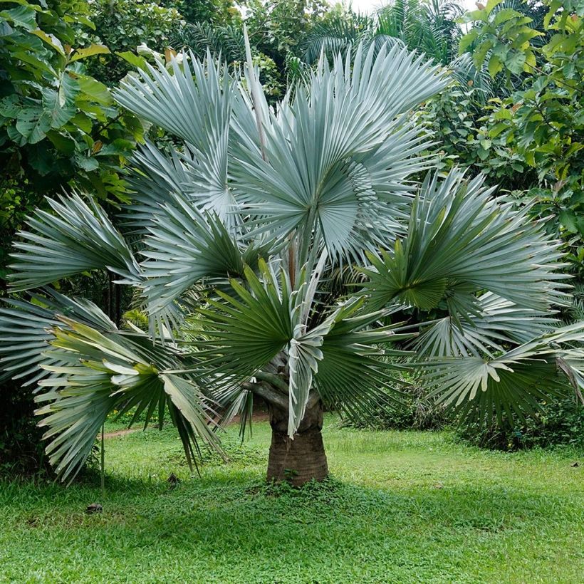 Bismarckia nobilis - Palmier de Bismarck (Port)