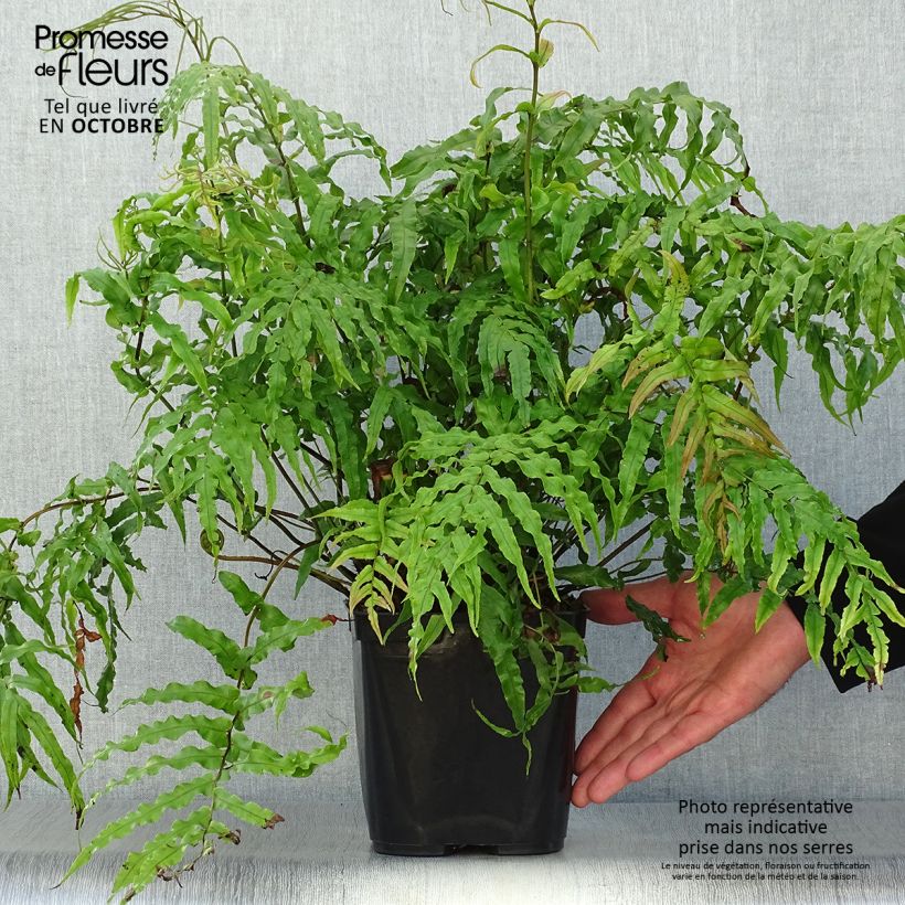 Spécimen de Blechnum novae-zelandiae Pot de 3L/4L tel que livré en automne