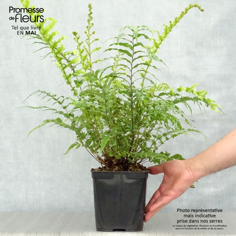 Amostra de Blechnum novae Vaso de 3 L/4 L tal como entregue na primavera