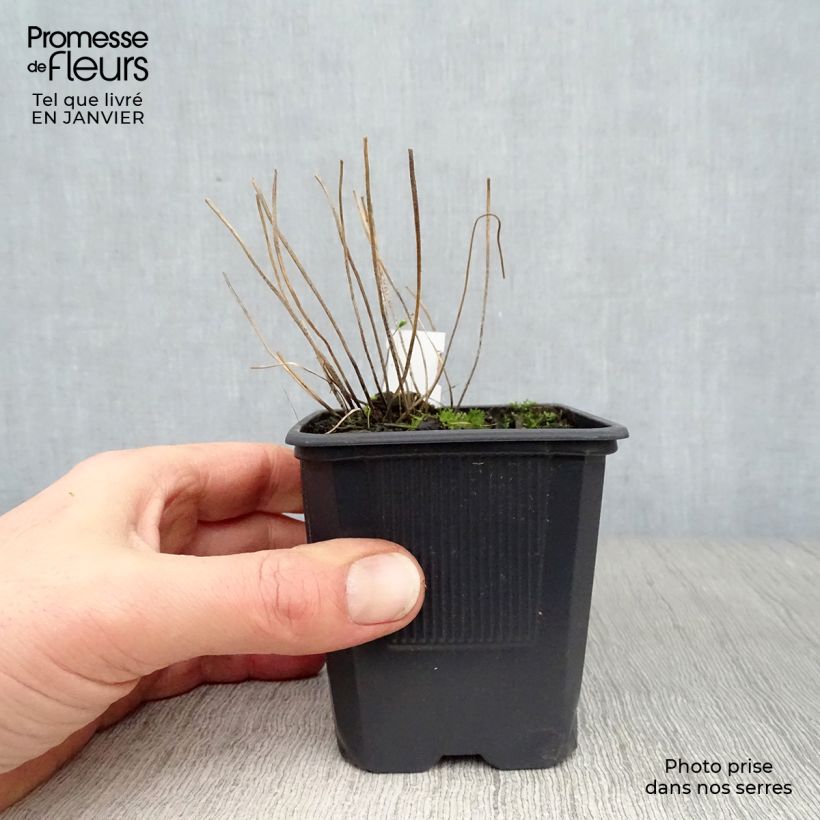 Spécimen de Blechnum spicant -  Fougère pectinée Godet de 8/9 cm tel que livré en hiver