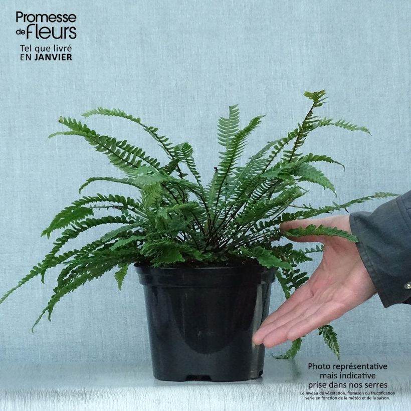 Spécimen de Blechnum spicant -  Fougère pectinée Pot de 2L/3L tel que livré en hiver