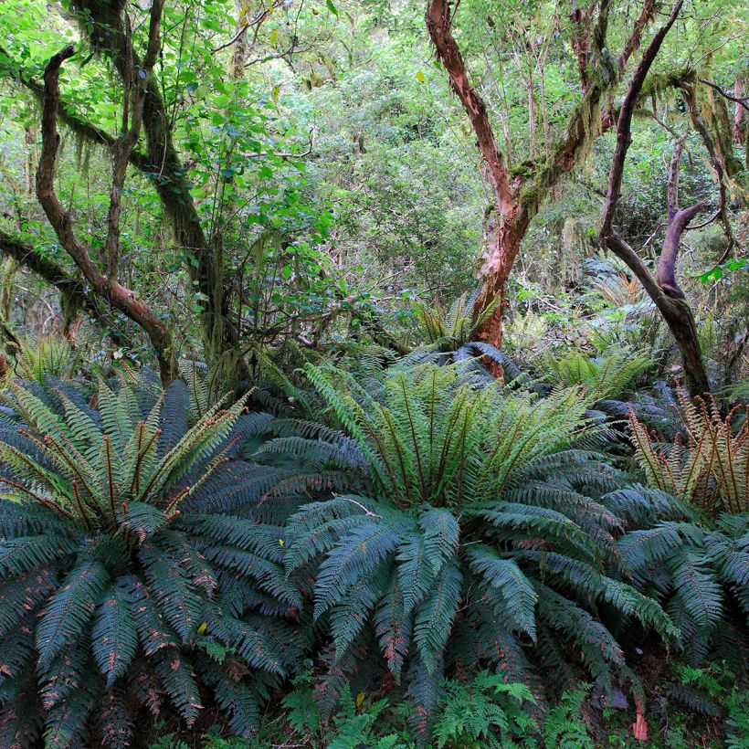 Blechnum discolor (Port)