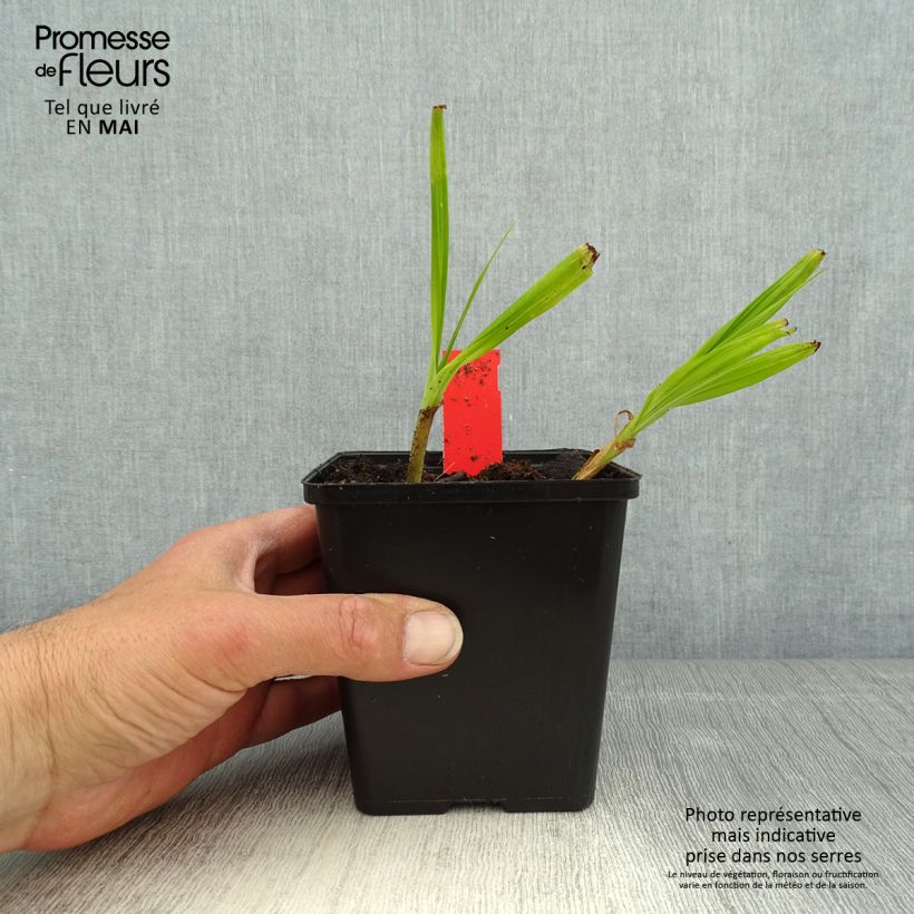 Spécimen de Bletilla striata Kuchi-beni - Orchidée jacinthe Godet de 8/9 cm calibre I tel que livré au printemps