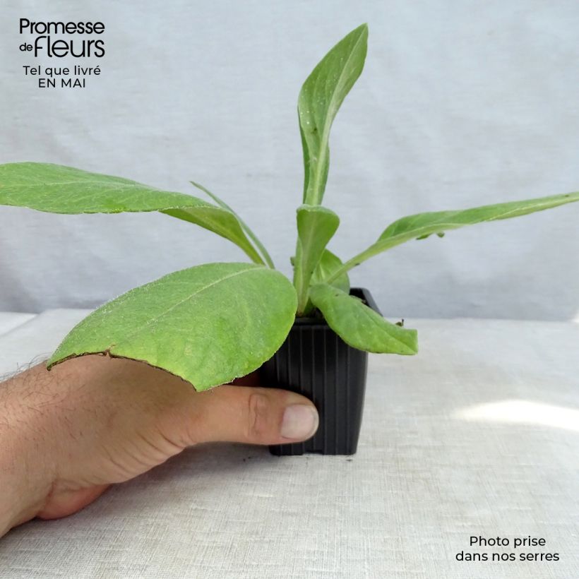 Spécimen de Bleuet des Montagnes - Centaurée montana Godet de 7/8 cm tel que livré au printemps