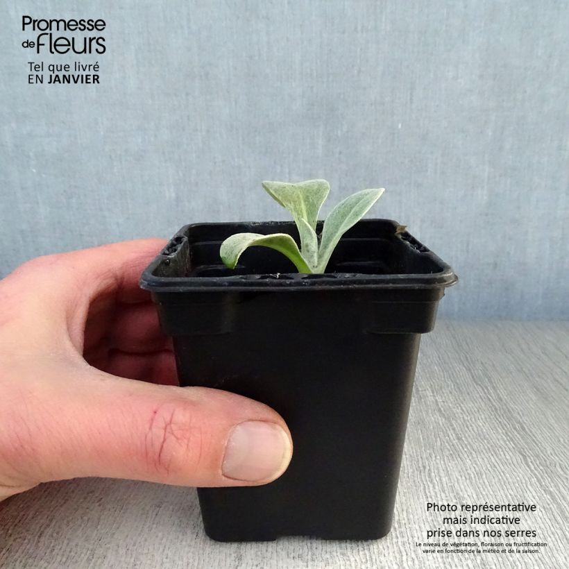 Spécimen de Bleuet des Montagnes - Centaurée montana Godet de 7/8 cm tel que livré en hiver