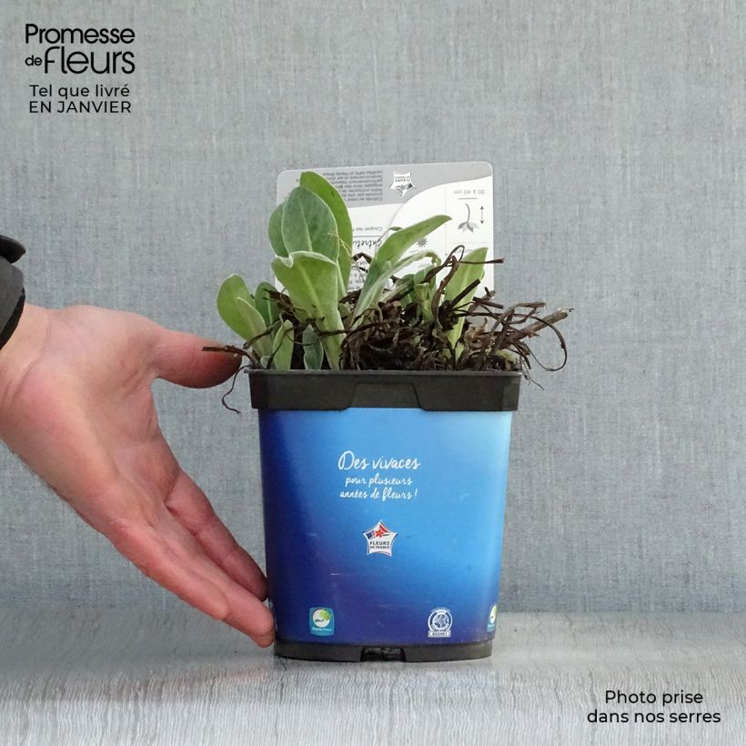 Spécimen de Bleuet des Montagnes - Centaurée montana Pot de 2L/3L tel que livré en hiver