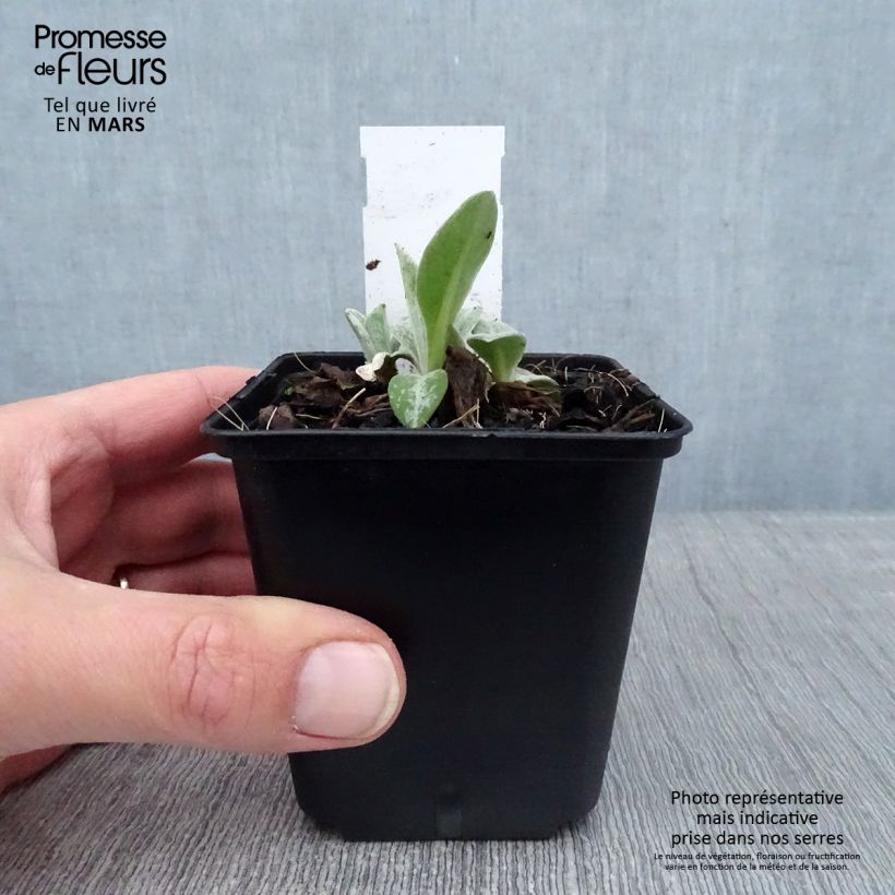 Spécimen de Bleuet des Montagnes bleu - Centauree bleue Montana Coerulea Godet de 8/9 cm tel que livré en hiver