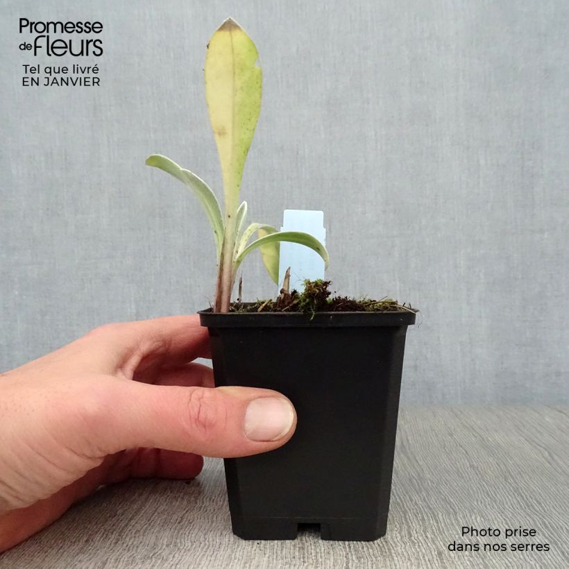 Spécimen de Bleuet des montagnes - Centaurée montana Amethyst in Snow Godet de 8/9 cm tel que livré en hiver