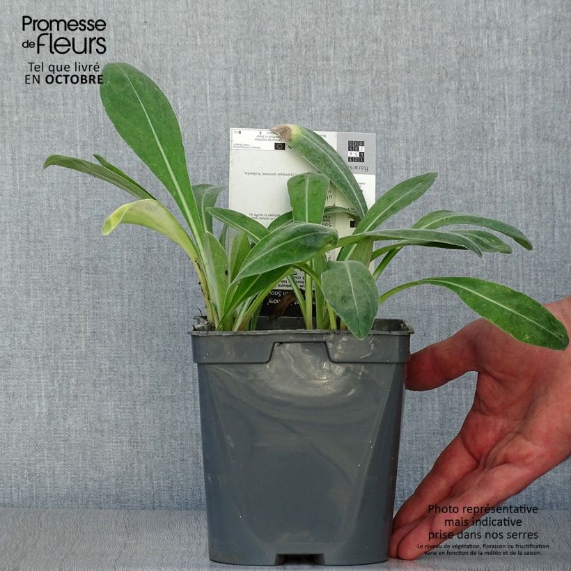 Spécimen de Bleuet des montagnes - Centaurée montana Amethyst in Snow Pot de 1,5L/2L tel que livré en automne