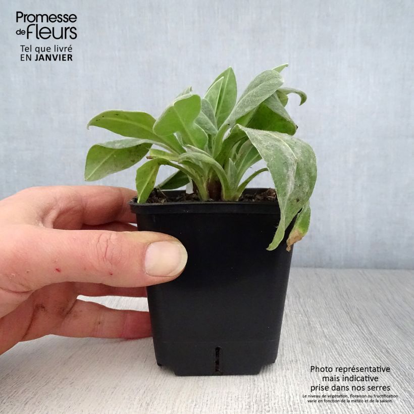 Spécimen de Bleuet des montagnes Sulphurea - Centaurea montana Godet de 8/9 cm tel que livré en hiver